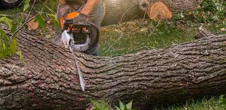 How Our Tree Care Process Works  in  Cole Camp, MO